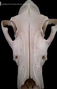 Image result for Grainy Bone Texture