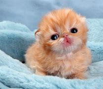 Image result for 91 Cutest Kittens