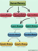 Image result for Human Memory Diagram