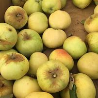 Image result for Pearl Apple