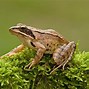 Image result for Oddly Frogs