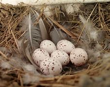 Image result for Barn Swallow Bird Nest