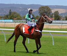 Image result for Thoroughbrd Race Horse