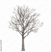 Image result for Apple Tree No Leaves