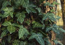Image result for Ivy House Plant Identification