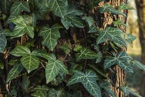 Image result for Small Leaf Ivy Plant