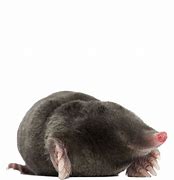 Image result for Semi-Transparent Mole Cricket