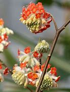 Image result for Edgeworthia chrysantha Red Dragon