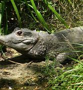 Image result for Dwarf Gator