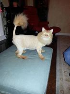 Image result for Funny Orange Cat Hair Cuts