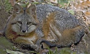 Image result for Canidae Nocturnal Species