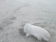 Image result for Pink Fairy Armadillo Rolled Up