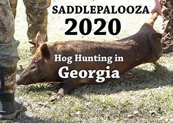 Image result for Hog Hunting Abbeville GA