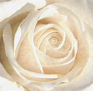 Image result for White Rose iPhone