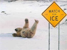 Image result for Alaska Bear Meme