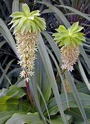 Image result for Eucomis comosa purple-leaved