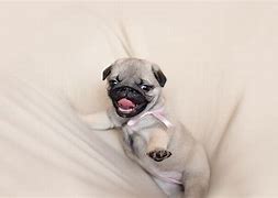 Image result for Funny Cute Pug Puppies