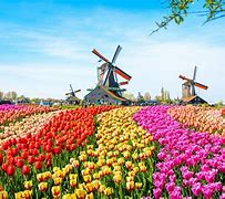 Image result for Tulip Farm in Netherlands