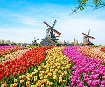 Image result for Aerial View of Tulip Fields in Netherlands