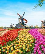 Image result for Netherlands Flower Fields House