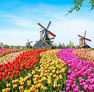 Image result for Rainbow Tulip Fields Netherlands
