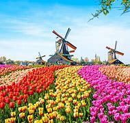 Image result for Netherlands Poparle Flowers