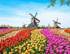 Image result for Photos of Tulips in Holland