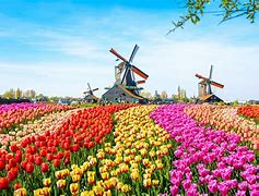 Image result for Netherlands Flowers This Year