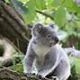 Image result for Koala Windows