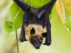 Image result for Giant Fruit Bat