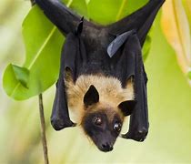 Image result for Large Fruit Bats