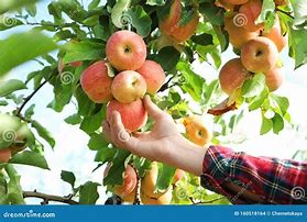 Image result for Person Picking Apples