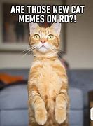 Image result for Dry Cat Meme