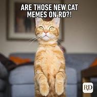 Image result for Frustrated Cat Meme