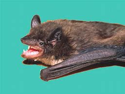 Image result for Big Bat