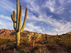 Image result for Desert Scene Cactus