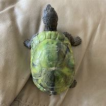 Image result for Rubber Turtle Toy