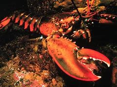 Image result for World's Largest Lobster