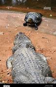 Image result for Turtle vs Crocodile