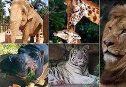Image result for parque zoológico