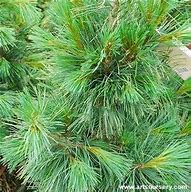 Image result for Pinus cembra x pumila M - CEM 1