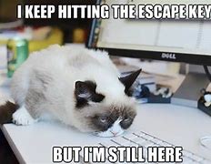 Image result for Grumpy Cat Office Memes