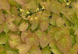 Image result for Epimedium pinnatum subsp. colchicum
