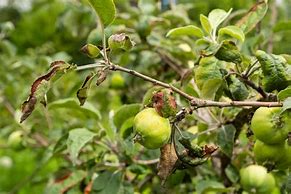 Image result for Crinkly Apple Tree Leaves