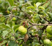 Image result for Apple Tree Leaf Curl