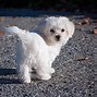 Image result for Small White Dog Breeds