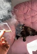 Image result for Cat Smoke Weed