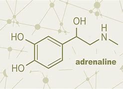 Image result for adrenaoina