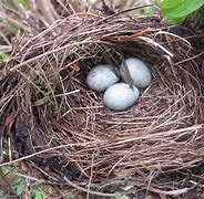 Image result for Bird Nest