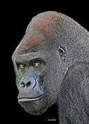Image result for Silverback Gorilla Art